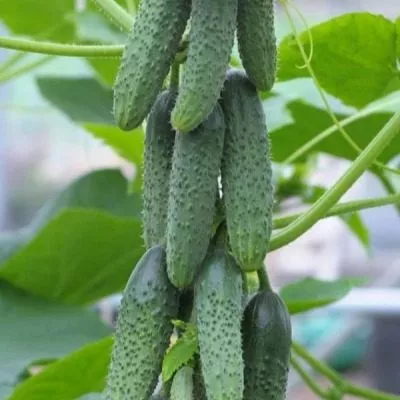 sibirskiy-puchok-5-200749