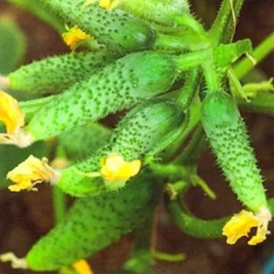 sibirskiy-puchok-6-200749