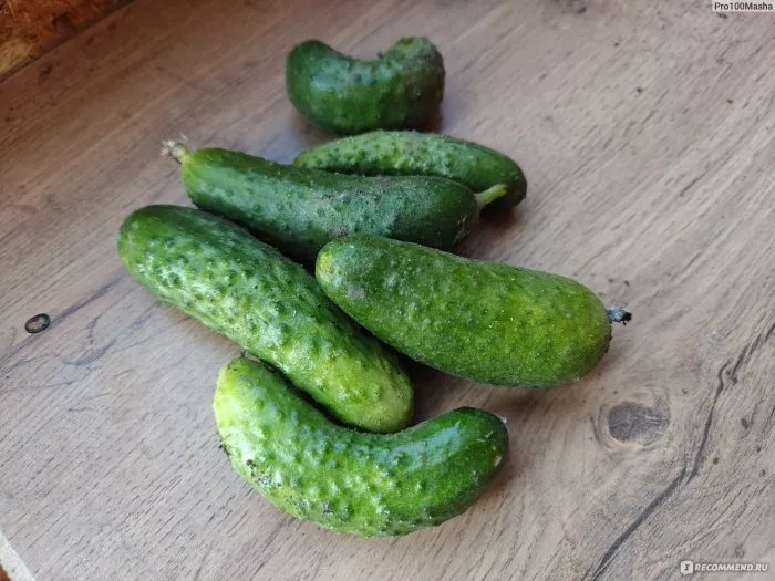 sibirskiy-puchok-main-200749