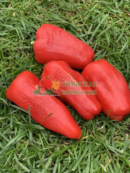 sibirskiy-salyut-main-183458