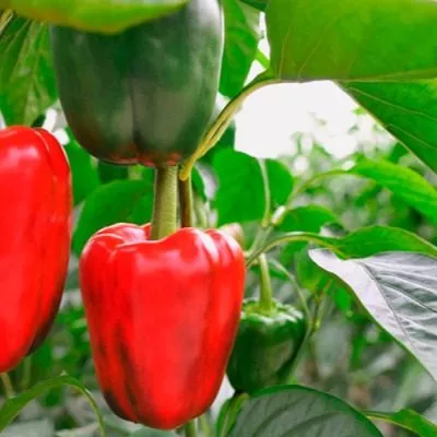 sibirskiy-valenok-main-181274