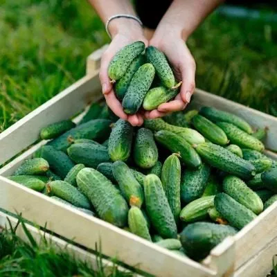 sibirskiy-vyugovey-4-200765