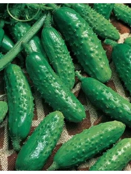 sibirskiy-vyugovey-main-200765