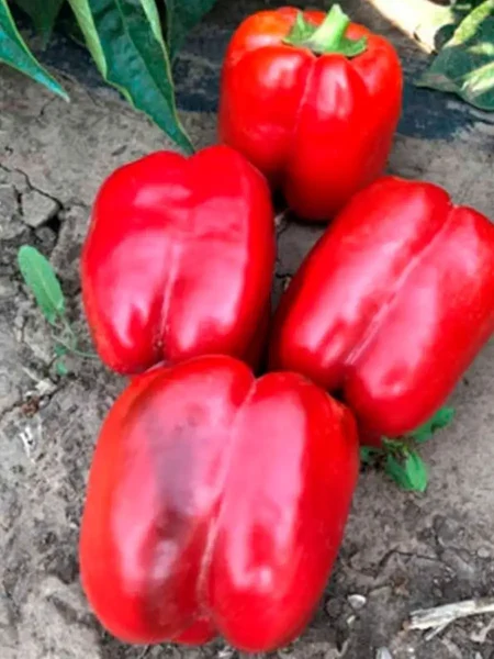 sibiryak-main-181170