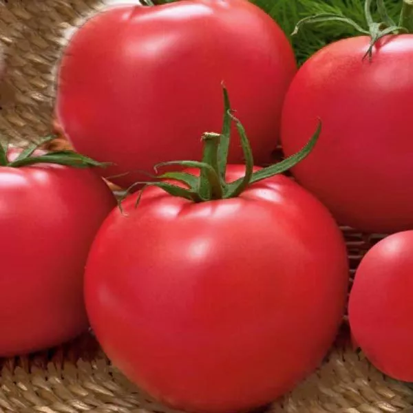 simpatyaga-main-176131