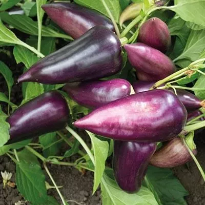 sirenevyy-blesk-3-186347