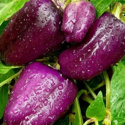 sirenevyy-blesk-4-186347