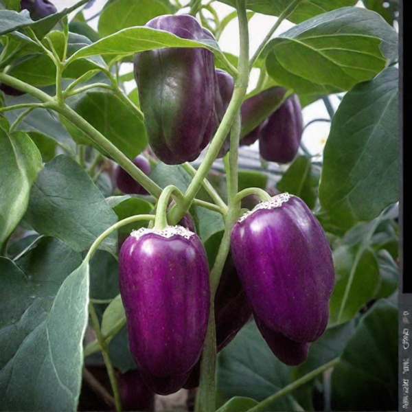 sirenevyy-tuman-1-184513