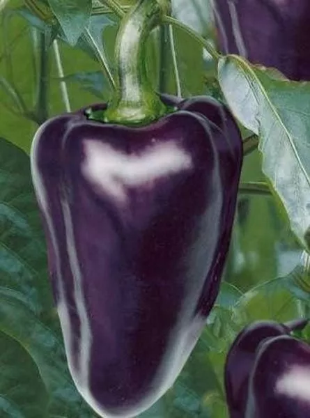 sirenevyy-tuman-3-184513