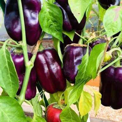 sirenevyy-tuman-7-184513