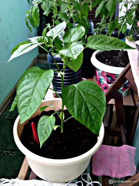 sirenevyy-tuman-8-184513