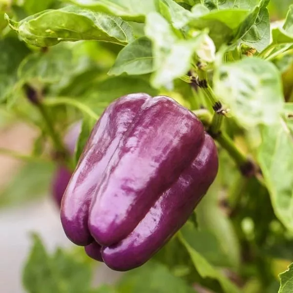 sirenevyy-tuman-main-184513