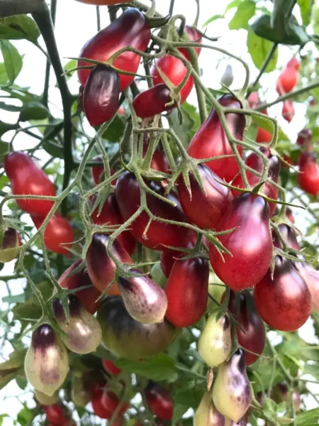 skazochnaya-feya-1-171976