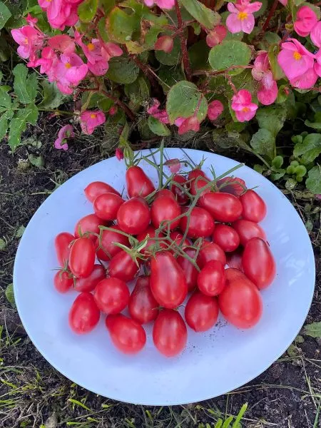 skazochnaya-feya-11-171976