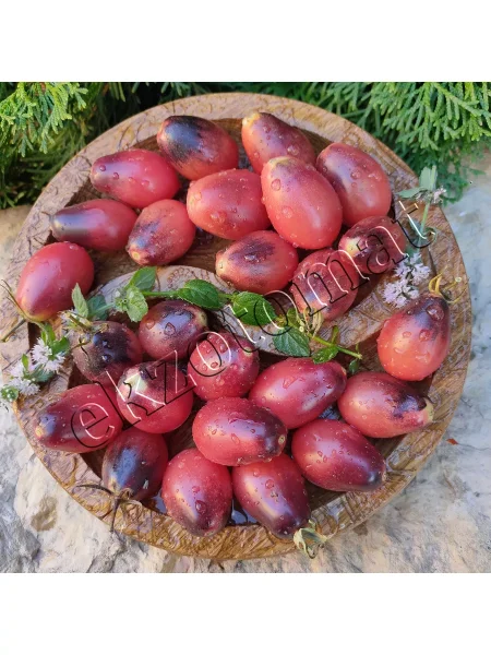 skazochnaya-feya-2-171976