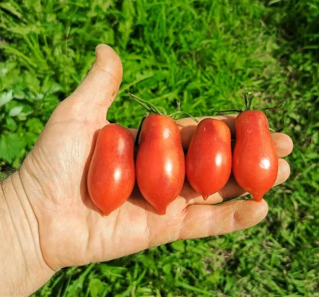 skazochnaya-feya-5-171976