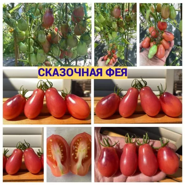 skazochnaya-feya-6-171976