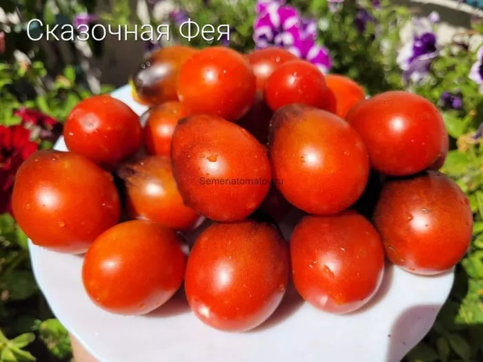 skazochnaya-feya-7-171976