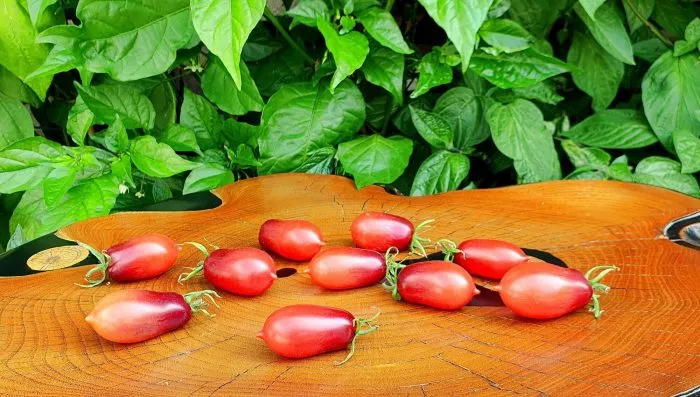 skazochnaya-feya-8-171976