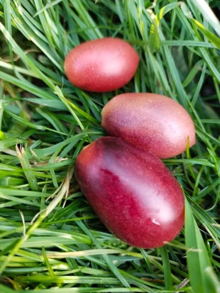 skazochnaya-feya-main-171976