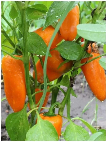 sladkiy-moy-oranzhevyy-2-190787