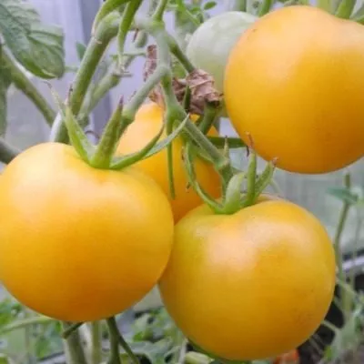 sladkiy-ponchik-3-172424