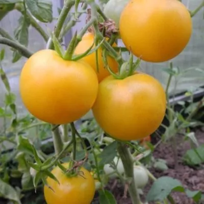 sladkiy-ponchik-6-172424