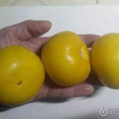 sladkiy-ponchik-7-172424