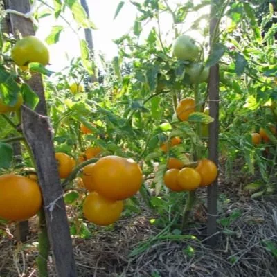 sladkiy-ponchik-8-172424