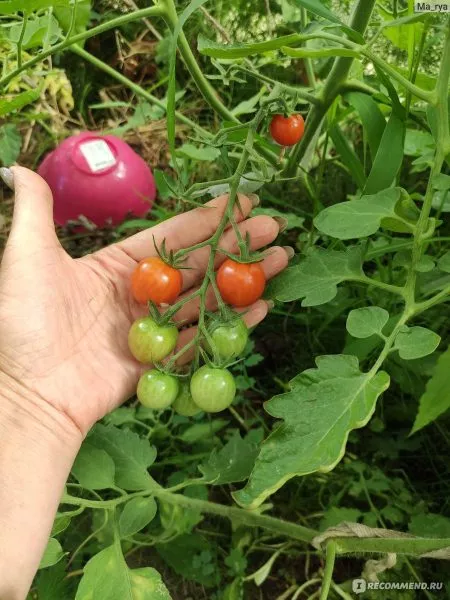 sladkoe-derevo-2-172530