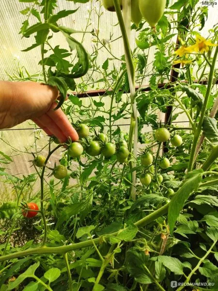 sladkoe-derevo-4-172530