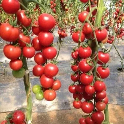 sladkoe-derevo-5-172530