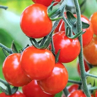 sladkoe-derevo-6-172530