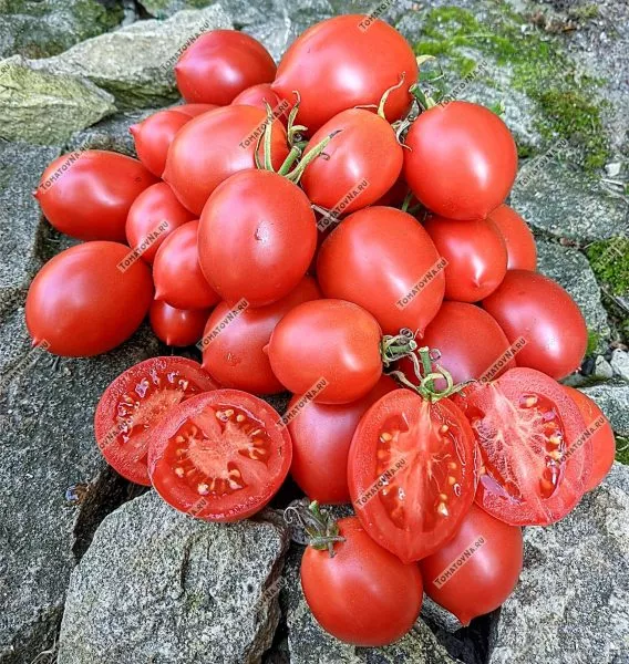 slavyanka-main-176147