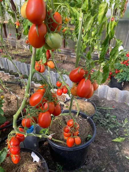 slivka-bendrika-krasnaya-12-176467