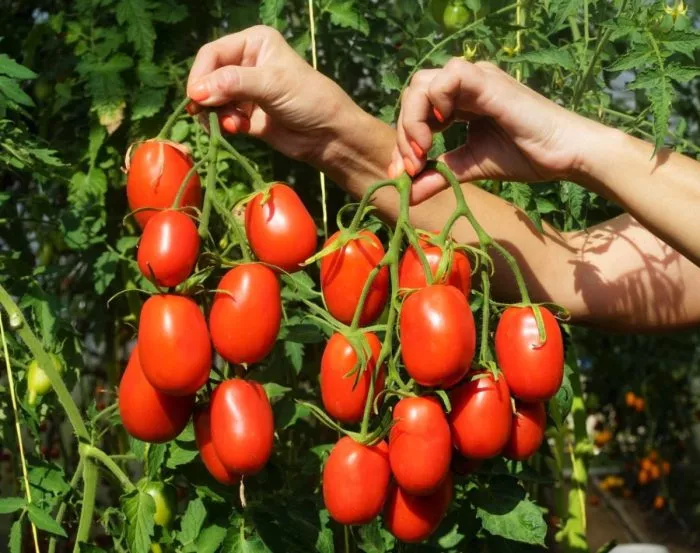 slivka-bendrika-krasnaya-2-176467