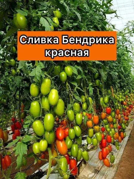 slivka-bendrika-krasnaya-3-176467