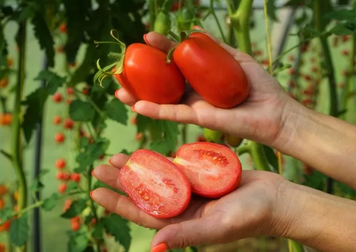 slivka-bendrika-krasnaya-6-176467