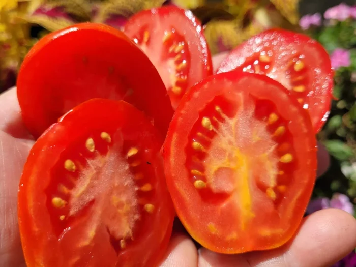 slivka-bendrika-krasnaya-7-176467