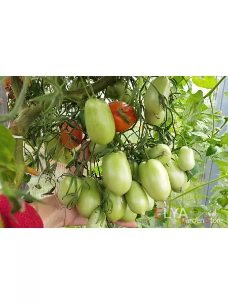 slivka-bendrika-krasnaya-8-176467