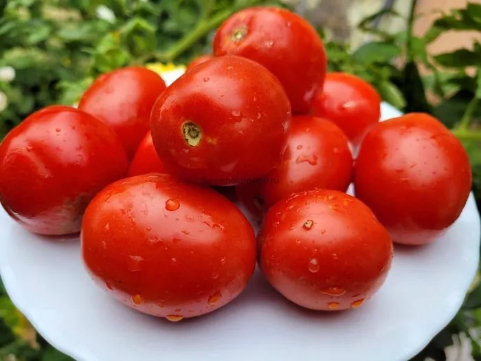 slivka-bendrika-krasnaya-9-176467