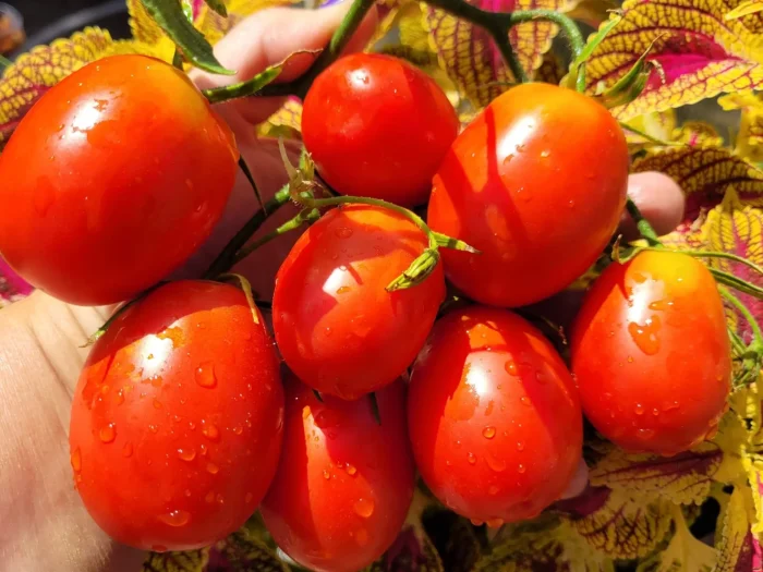 slivka-bendrika-krasnaya-main-176467