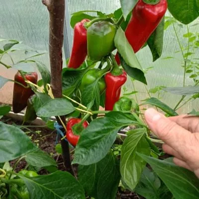 sofiyskaya-kapiya-10-190457