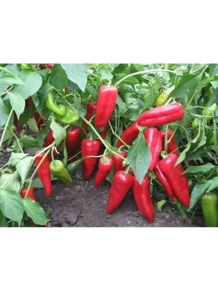 sofiyskaya-kapiya-2-190457