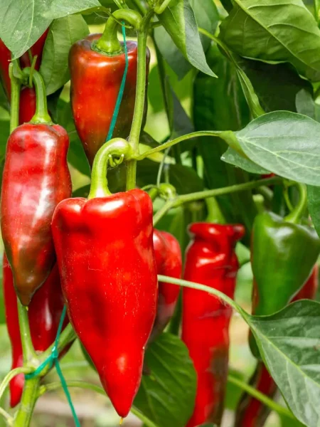 sofiyskaya-kapiya-3-190457