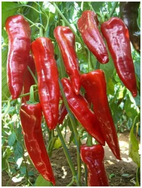 sofiyskaya-kapiya-4-190457