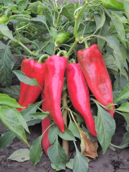 sofiyskaya-kapiya-7-190457