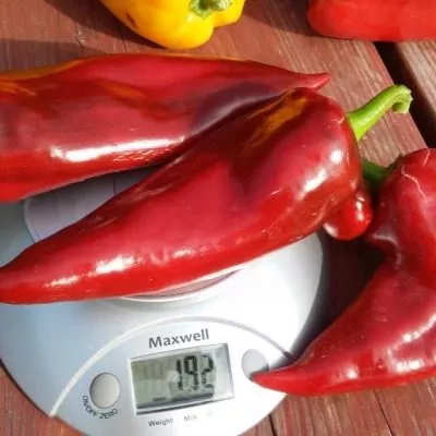 sofiyskaya-kapiya-8-190457