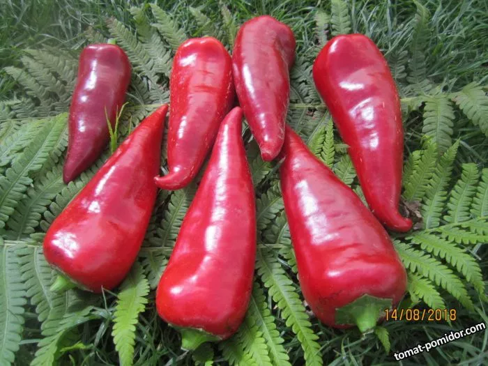 sofiyskaya-kapiya-main-190457