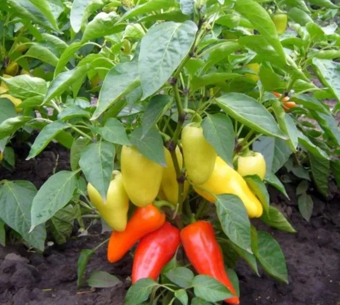 solnechnyy-main-184428